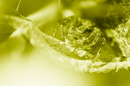 Crab Spider Cowers Among Leaf Petal (Yellow Shade)