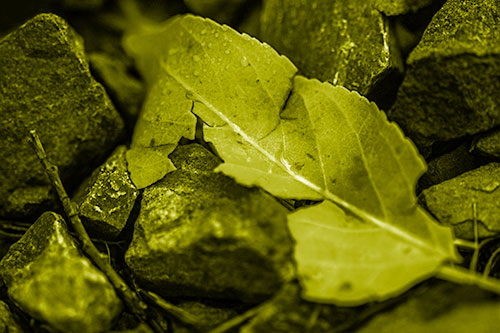 Cracked Soggy Leaf Face Rests Among Rocks (Yellow Shade Photo)