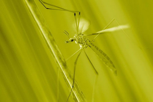 Crane Fly Clinging Ahold To Grass Blade (Yellow Shade)