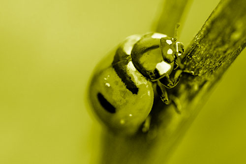 Crawling Ladybug Climbing Up Plant Stem (Yellow Shade Photo)