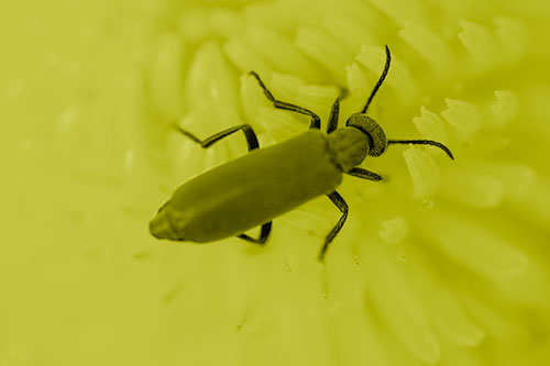 Crawling Oedemera Beetle Searching Atop Dandelion (Yellow Shade)