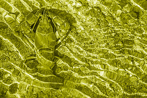 Crayfish Holds Onto Riverbed Floor Among Rippling Water (Yellow Shade Photo)