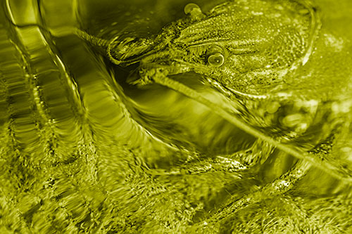 Crayfish Swims Against Rippling Water (Yellow Shade Photo)