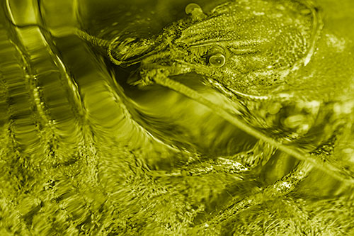 Crayfish Swims Against Rippling Water (Yellow Shade)