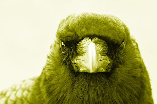 Creepy Close Eye Contact With A Crow (Yellow Shade Photo)
