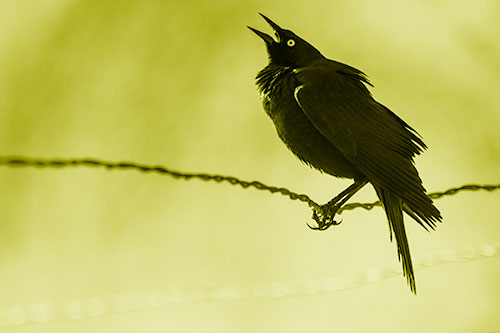 Croaking Grackle Balances Atop Fence Wire (Yellow Shade Photo)