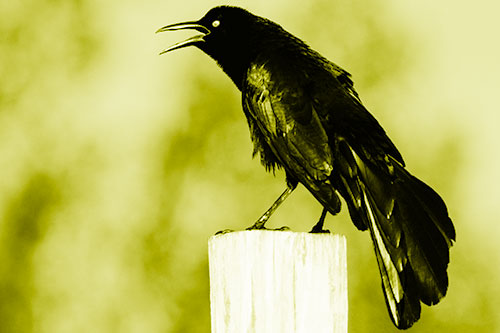 Croaking Great Tailed Grackle Perched Atop Wooden Post (Yellow Shade)