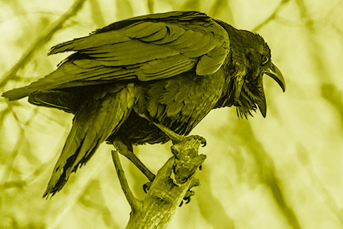Croaking Raven Perched Atop Broken Tree Branch (Yellow Shade Photo)