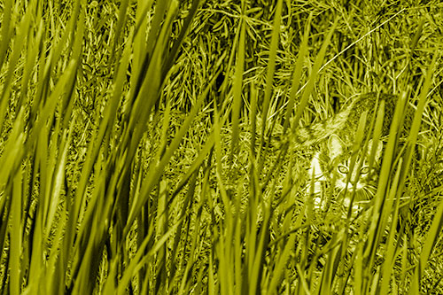 Crouching Cat Hunting Among Tall Reed Grass (Yellow Shade)