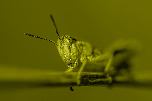 Crouching Grasshopper Gripping Onto Grass Blade (Yellow Shade)