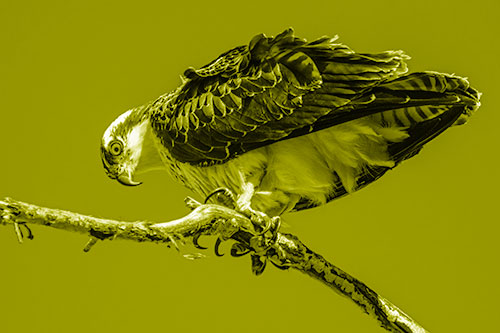 Crouching Osprey Hawk Looking Below Shredded Tree Branch (Yellow Shade)