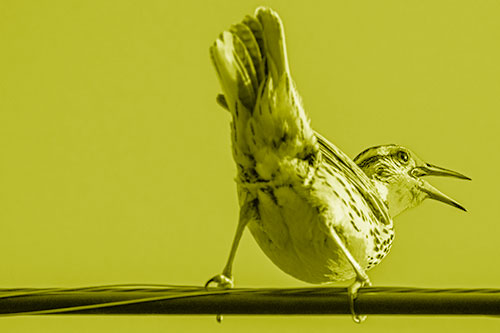 Crouching Western Meadowlark Singing Towards Sunlight (Yellow Shade)