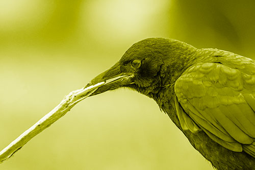 Crow Clamping Ahold Flattened Coffee Cup (Yellow Shade Photo)