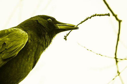 Crow Clasping Stick Among Tree Branches (Yellow Shade Photo)