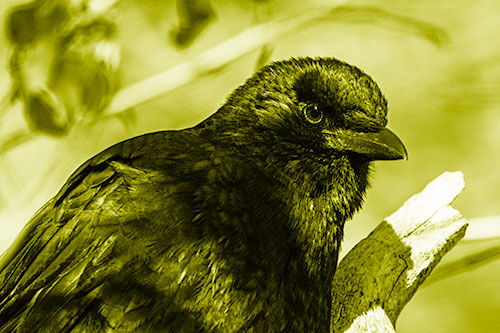 Crow Enjoys Sunshine Atop Broken Tree Branch (Yellow Shade Photo)