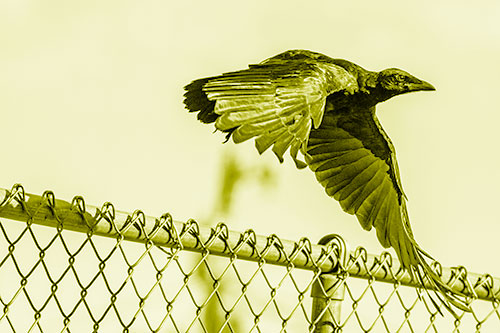 Crow Flying Over Chain Link Fence (Yellow Shade)