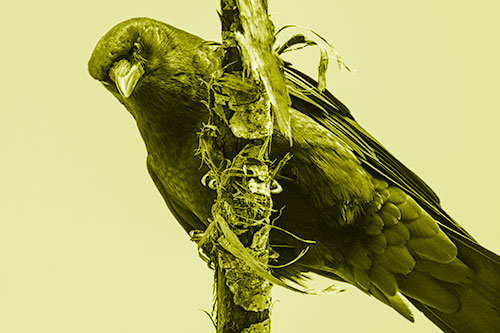 Crow Glaring Downward Atop Peeling Tree Branch (Yellow Shade Photo)