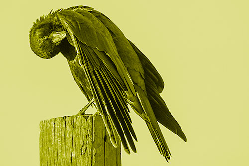 Crow Grooming Wing Atop Wooden Post (Yellow Shade Photo)