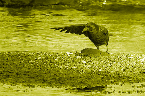 Crow Pointing Upstream Using Wing (Yellow Shade Photo)