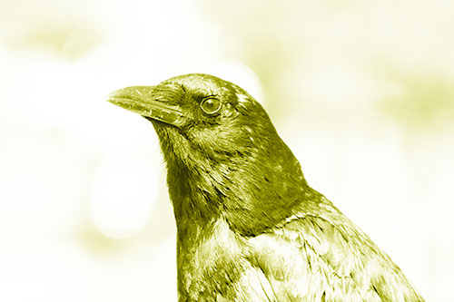 Crow Posing For Headshot (Yellow Shade Photo)
