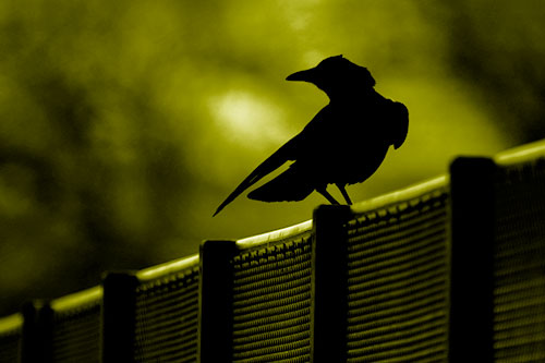Crow Silhouette Atop Guardrail (Yellow Shade Photo)