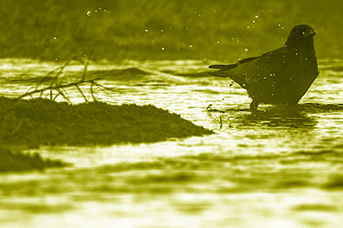 Crow Splashing River Water (Yellow Shade Photo)