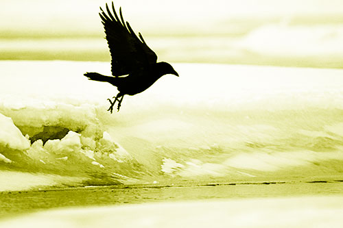 Crow Taking Flight Off Icy Shoreline (Yellow Shade Photo)