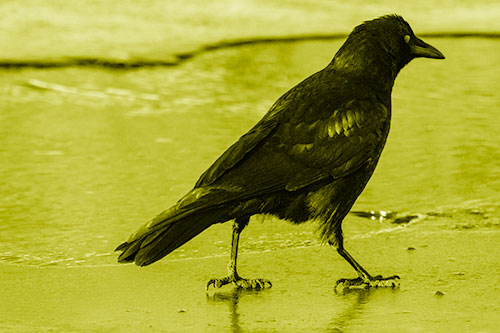 Crow Walking Along Frozen River Ice (Yellow Shade)