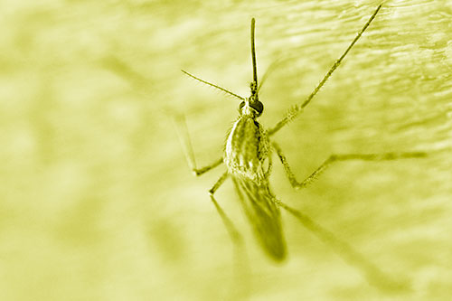Culex Pipien Mosquito Resting Vertically (Yellow Shade Photo)