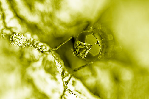 Curious Blow Fly Watches Above (Yellow Shade Photo)