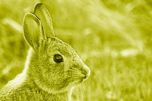 Curious Bunny Rabbit Looking Sideways (Yellow Shade Photo)
