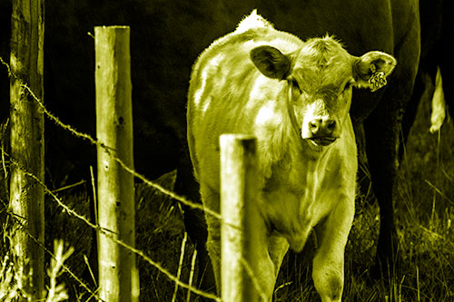 Curious Cow Calf Making Eye Contact (Yellow Shade Photo)