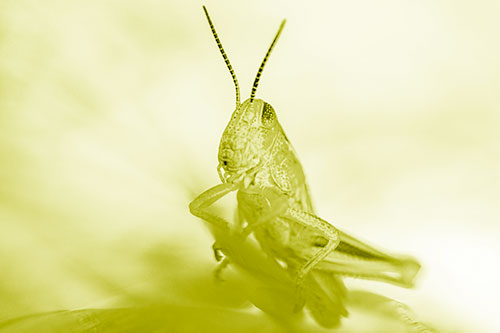 Curious Crouching Grasshopper Perched Atop Leaf Petal (Yellow Shade)