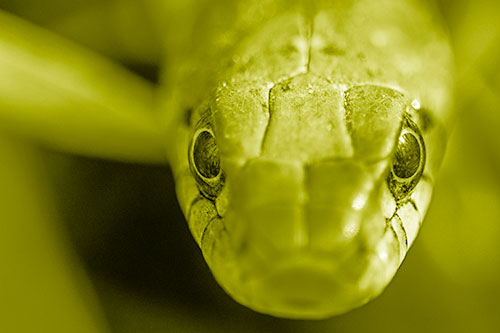 Curious Garter Snake Makes Direct Eye Contact (Yellow Shade Photo)