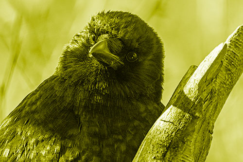 Curious Head Tilting Crow Perched Among Tree Branch (Yellow Shade Photo)