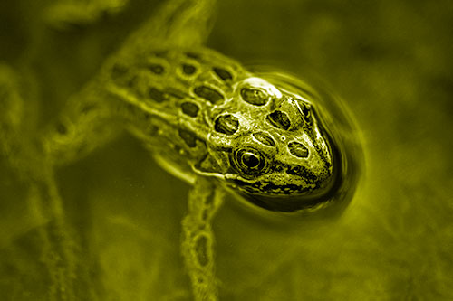 Curious Leopard Frog Peeking Head Above Water (Yellow Shade Photo)