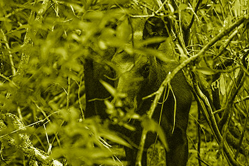 Curious Moose Looking Around (Yellow Shade Photo)