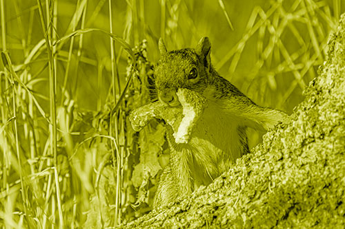 Curious Pizza Crust Squirrel (Yellow Shade Photo)