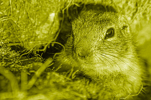 Curious Prairie Dog Watches From Dirt Tunnel Entrance (Yellow Shade Photo)