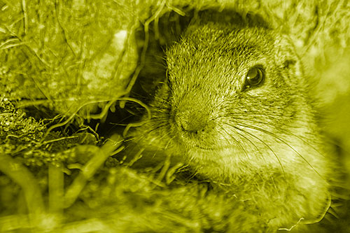 Curious Prairie Dog Watches From Dirt Tunnel Entrance (Yellow Shade)