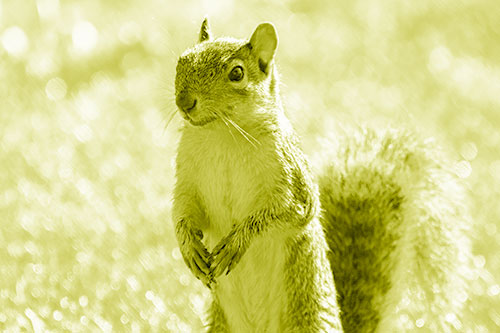 Curious Squirrel Standing On Hind Legs (Yellow Shade Photo)