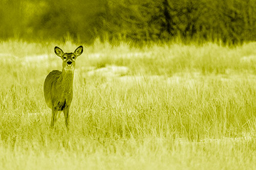 Curious White Tailed Deer Watching Among Snowy Field (Yellow Shade Photo)