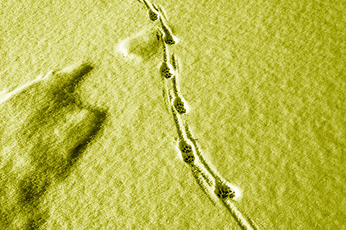 Curving Animal Footprint Trail Dragging Along Snow (Yellow Shade Photo)