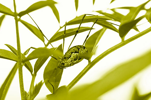 Daddy Longlegs Harvestmen Spider Crawling Down Plant Stem (Yellow Shade Photo)