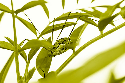 Daddy Longlegs Harvestmen Spider Crawling Down Plant Stem (Yellow Shade)