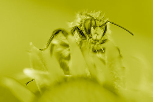 Damp Honey Bee Crawling Over Blanket Flower (Yellow Shade)