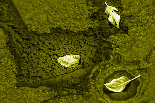 Damp Leaf Face Rests Atop Wet Desiccating Pavement (Yellow Shade)