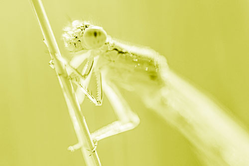Damselfly Clamping Onto Grass Blade (Yellow Shade)