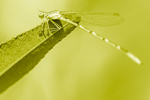 Damselfly Clamping Onto Leaf Petal Edge (Yellow Shade)