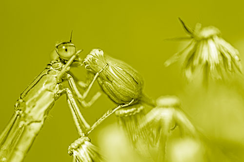 Damselfly Rubbing Eye Among Horseweeds (Yellow Shade)